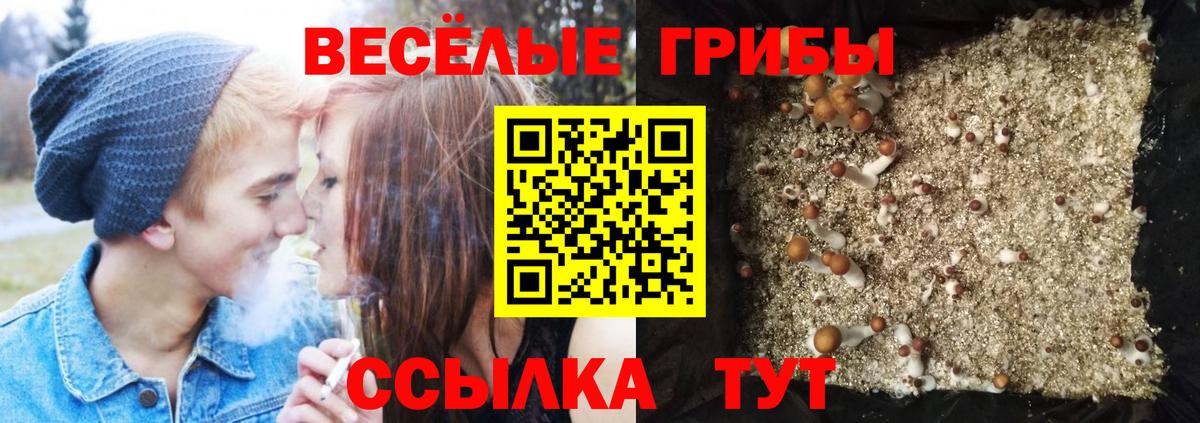 Галлюциногенные грибы GOLDEN TEACHER  Вход с VPN  Тверь 